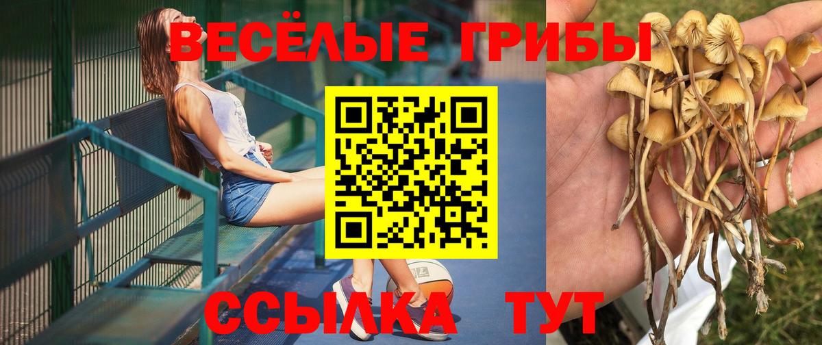 Псилоцибиновые грибы мицелий Томск